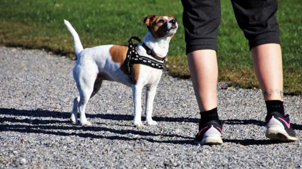 What Dog Owners Need To Know Before Taking Their Pooch In Public